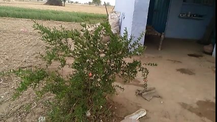 House in agricultural farm land