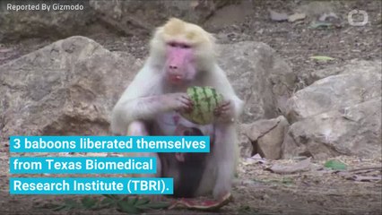Baboons Escape From Texas Biolab Enclosure