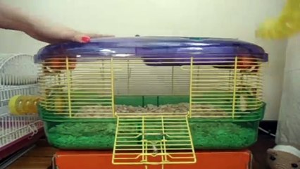 Como limpar a gaiola do seu hamster