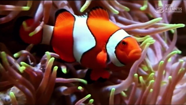 Komodo: Tierra de Dragones (documental completo)