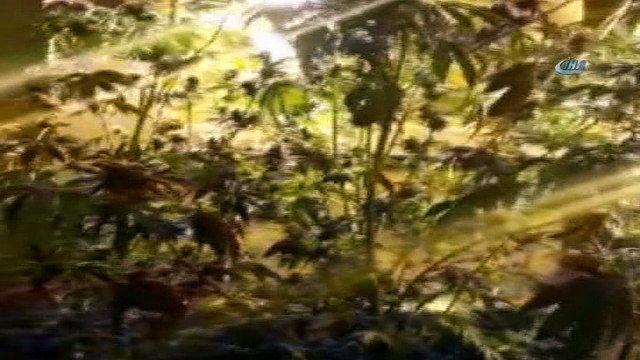 İç mimar evini uyuşturucu yetiştirmek için seraya çevirmiş