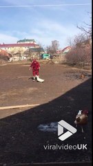 Canard énervé ? Ce fermier galère à s'en débarrasser !