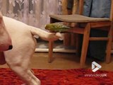 Improbable : ce bull terrier laisse un perroquet jouer sur sa queue !