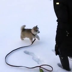 Tout petit, ce chiot tombe dans les traces de pieds dans la neige !