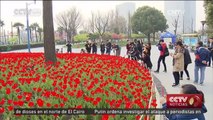 Shanghai inaugura un festival de tulipanes