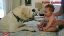 Funny Dogs and Babies Playing Together - Cute dog  baby compilation ...