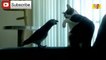 Funny Parrots Annoying Cats Compilation 2018 ...