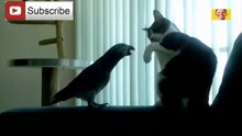Funny Parrots Annoying Cats Compilation 2018 ...
