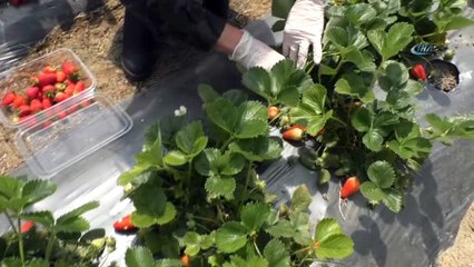 Köy hayatını şehir hayatına tercih etti, ürünleri pazara götürmeden tükeniyor