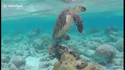 Man rescues turtle trapped in fishing net off Maldives