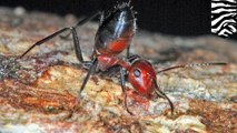 New ant species explodes its butt when their colony is threatened