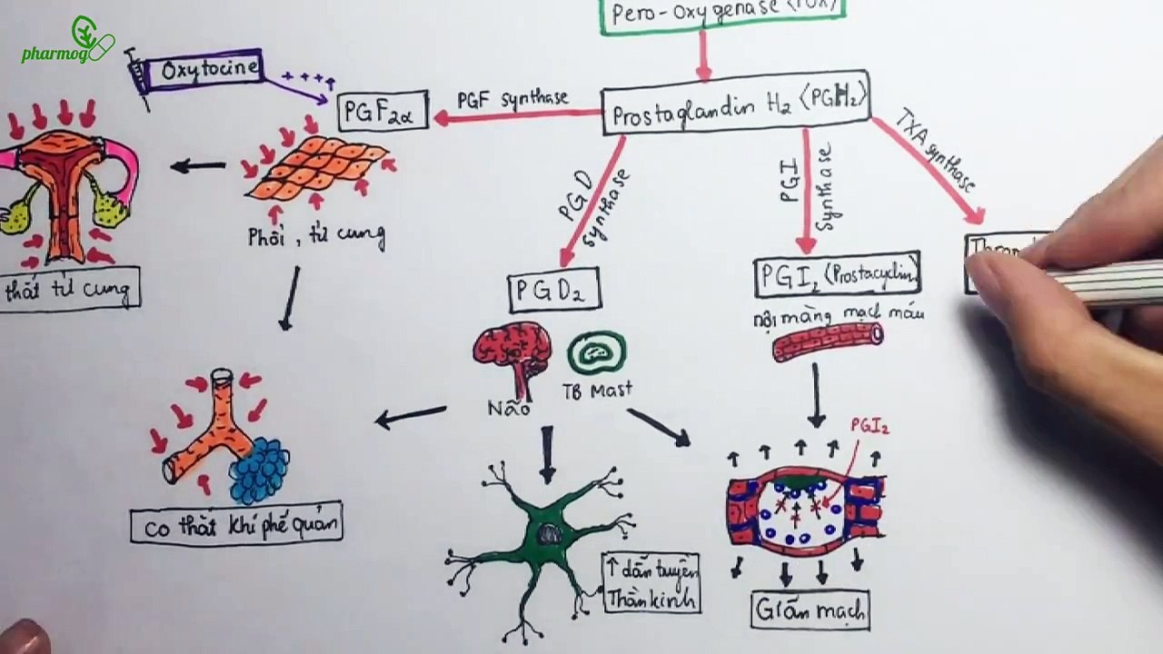 Duoc ly ve Thuoc chong viem khong steroid - NSAIDs