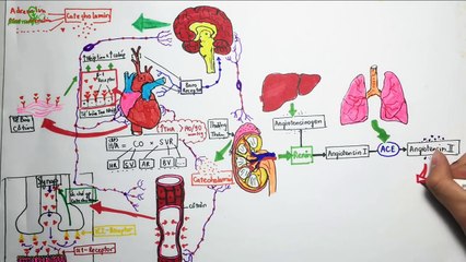 Duoc ly ve thuoc dieu tri tang huyet ap