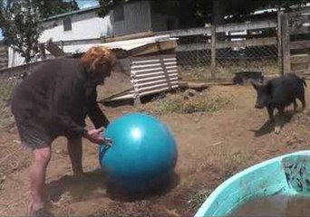 Man and Feral Pig Strike up Unlikely Friendship