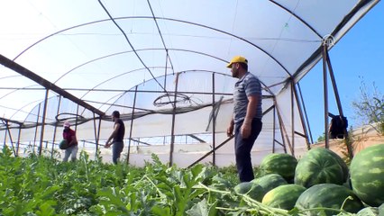 İlk karpuz hasadı Antalya'da başladı