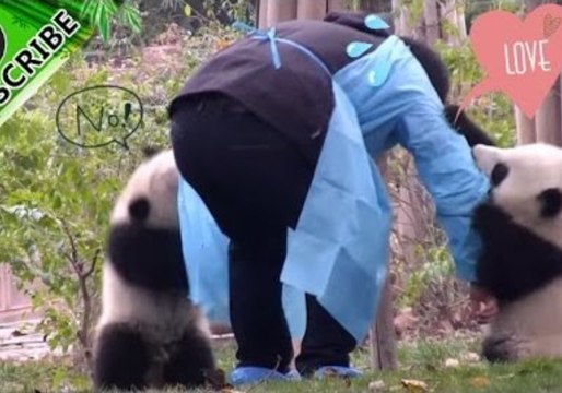 Adorable Panda Cubs Won't Let Their Nanny Go