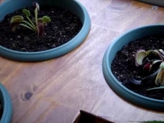 PLANTES CARNIVORES