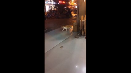 Bug dans la matrice : Ce chat marche en faisant du surplace