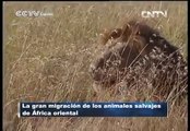 La gran migración de los animales salvajes de África oriental