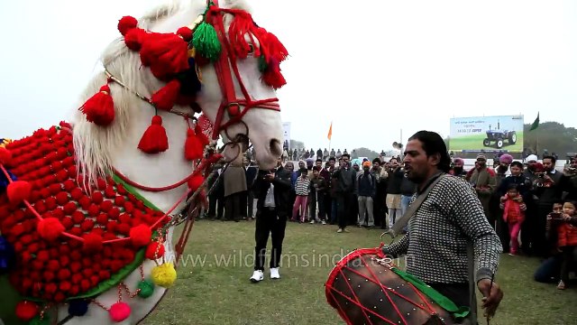 Horse dances to dhol drum beats in India - tortured animal?
