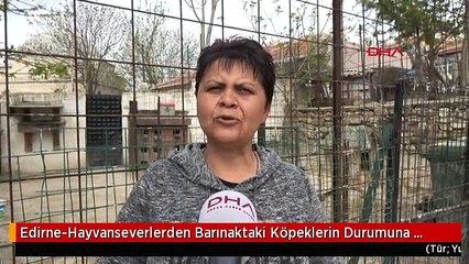 Edirne-Hayvanseverlerden Barınaktaki Köpeklerin Durumuna Tepki-Hd -Arşiv