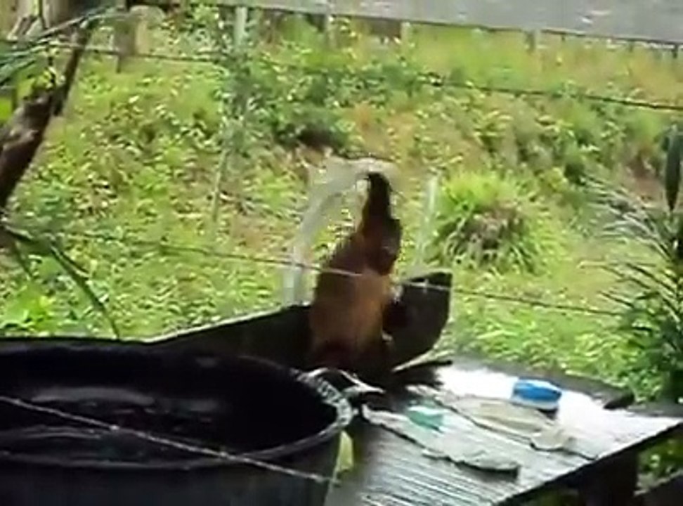 Funny monkey washing clothes