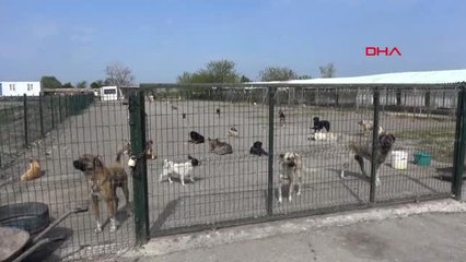 Edirne-Hayvanseverlerden Barınaktaki Köpeklerin Durumuna Tepki- Arşiv