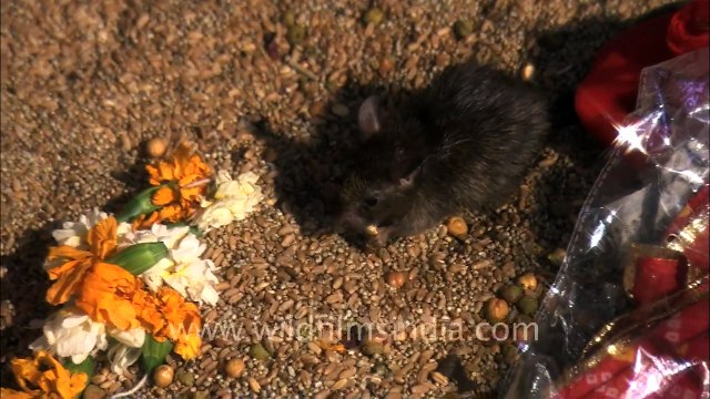 Karni mata rat temple in Deshnok