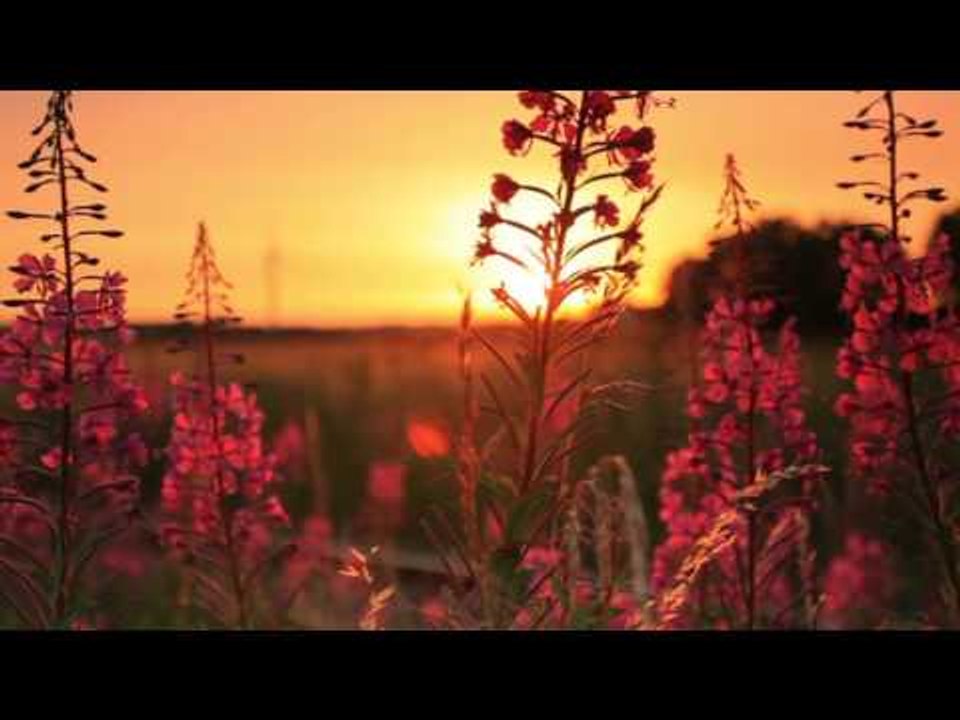 Relaxing Nature Sounds Music, Morning Meditation With Bird Singing Sound, Calming Spa Music ♫♫♫