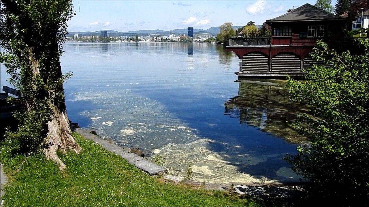 Zugersee, Blütenstaub