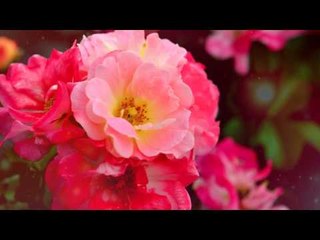 Best Relaxing Spa Music, Massage Music Therapy for Deep Relaxation, Relaxing Flute Music ♫♫♫