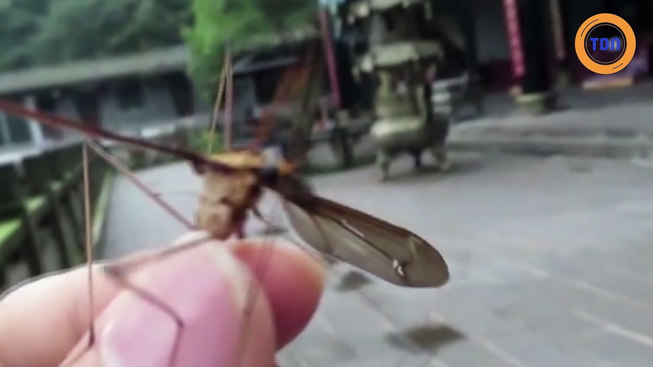 Un moustique de 11cm