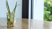 Grow an Endless Supply of Green Onions in Nothing But Water