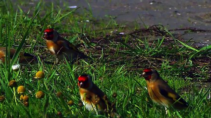 Sẻ thông vàng châu Âu - Loài chim siêu đẹp và hót hay