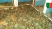 10,000 endangered radiated tortoises discovered in a house - TomoNews