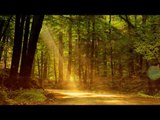 Indian Flute Music : Relaxation Music, Soothing Music, Calming Music, Yoga Music, Healing Music