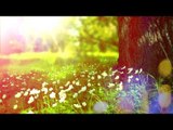 Relaxing Nature Sounds - Soothing Meditation Music, Calming Birds Sounds, Relax Music