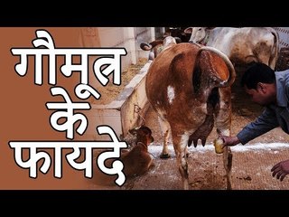 सुबह खाली पेट गौमूत्र पीने के फायदे | Cow Urine Treatment of All Diseases | गौमूत्र के फायदे