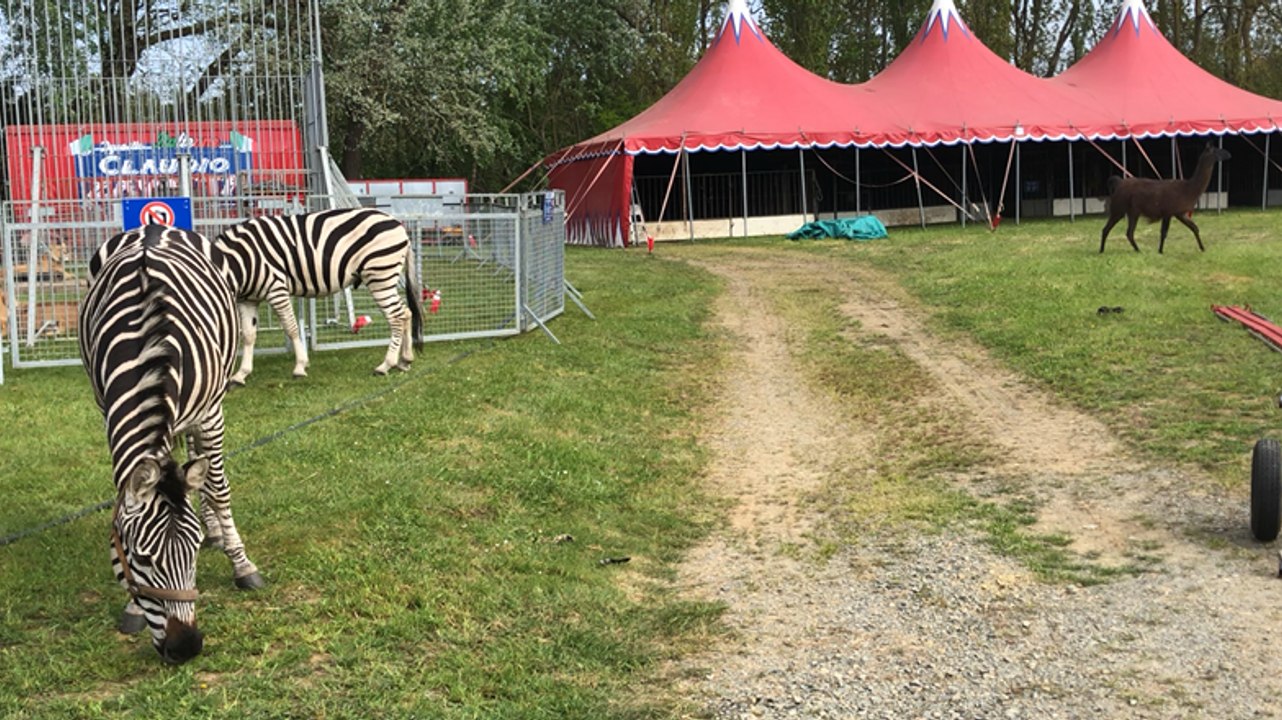Le cirque Claudio Zavatta s’installe place des loisirs