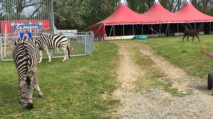 Le cirque Claudio Zavatta s’installe place des loisirs