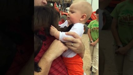 FUNNY Babies and Monkey Become Best Friend -  Funny Babies and Pets.mp4-