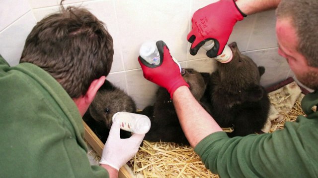 Tres cachorros de oso rescatados en Bulgaria