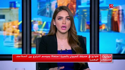 طوارئ في حديقة الحيوان بالجيزة احتفالا بموسم التزاوج بين السلاحف المعمرة