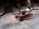Headless Wasp Flies Away