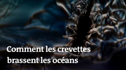 Comment les crevettes influencent le climat en brassant les océans