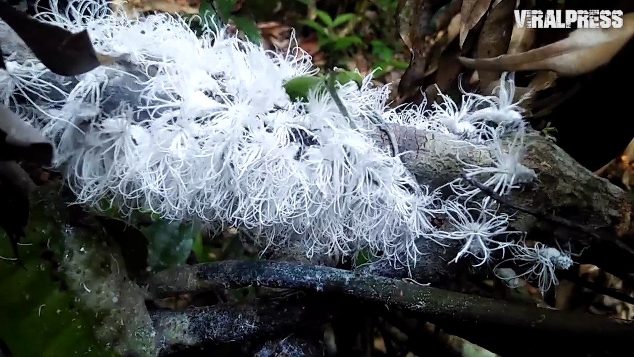 Real-life Fairies