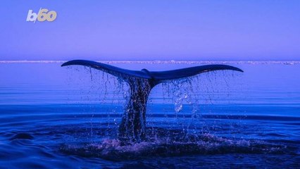 Can You Hear Me Now? New Clues on How Whales Hear