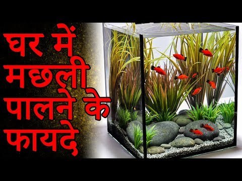 जानिए क्या है घर में मछली पालने के फायदे | मछलियां रखने का लाभ | Adbhut Kahaniyan
