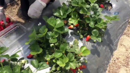 Köy Hayatını Şehir Hayatına Tercih Etti