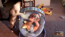 Babies and Cats playing funny Compilation 2018!Funny vines,Funny Video 2018,
